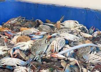 Granchio blu: Coldiretti Impresa Pesca, bene firma decreti Masaf