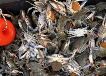 Granchio blu. Alleanza Coop Pesca: emergenza senza fine