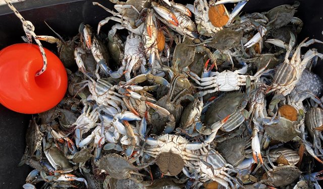 Granchio blu. Alleanza Coop Pesca: emergenza senza fine