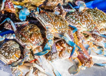 Granchio blu. Da Masaf via libera a pesca straordinaria per frenare emergenza