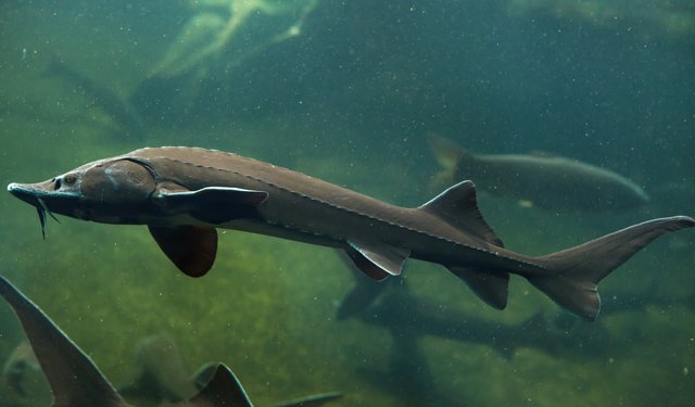 La Turchia impegnata nella salvaguardia degli storioni