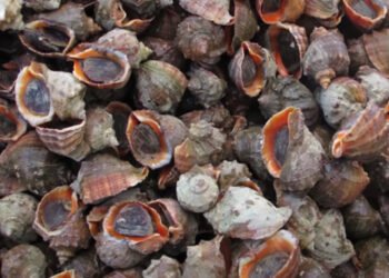 Lumache di mare. Dalla Turchia boom di esportazioni