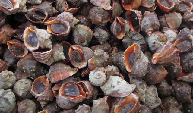 Lumache di mare. Dalla Turchia boom di esportazioni