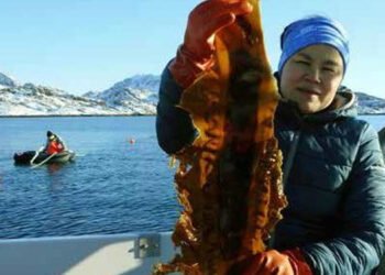 Royal Greenland pronta a commercializzare alghe