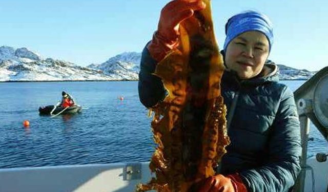 Royal Greenland pronta a commercializzare alghe
