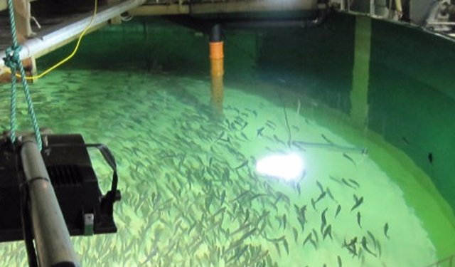 Tonno rosso riprodotto in allevamento su terraferma