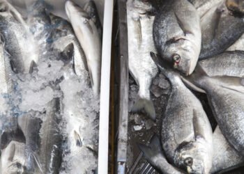 Turchia. Avanti tutta nella produzione ittica