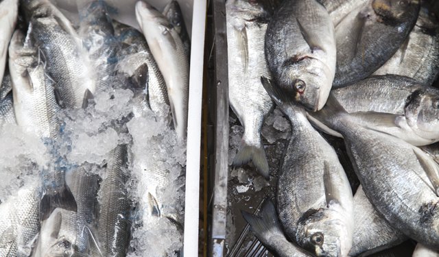 Turchia. Avanti tutta nella produzione ittica