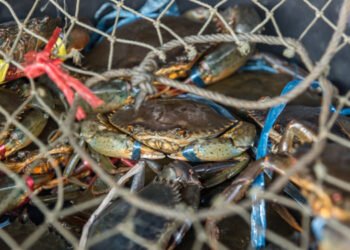 Granchio blu, Scognamiglio: "Campagna di contrasto diventa operativa"