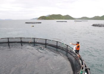 Acquacoltura. Il barramundi: esempio di resilienza climatica