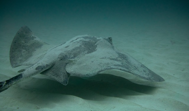 Alcune specie di pesci si stanno rimpicciolendo
