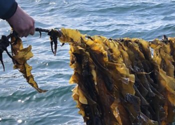 Alghe. Scende del 30% la pruduzione in Alaska