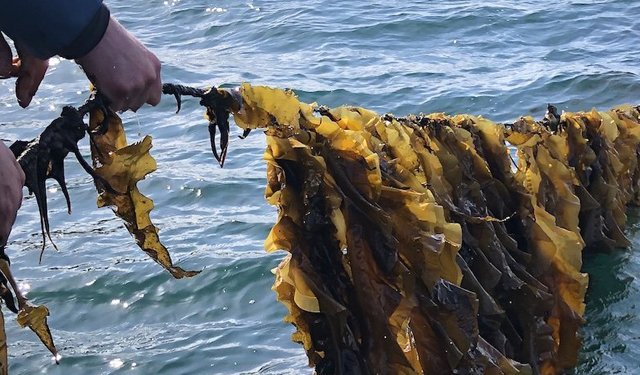 Alghe. Scende del 30% la pruduzione in Alaska