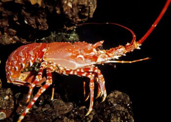 Alla Corte dell'Aragosta, il robusto e pregiato crostaceo dei mari