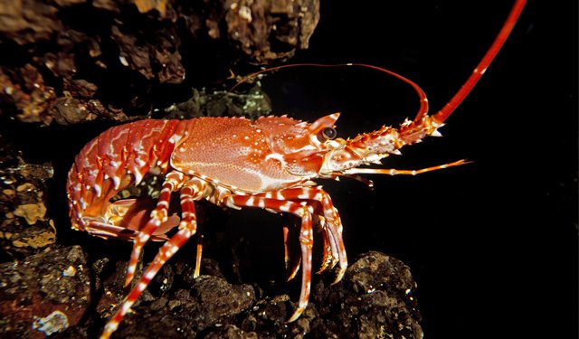 Alla Corte dell'Aragosta, il robusto e pregiato crostaceo dei mari