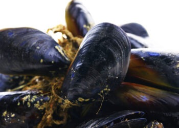 Allevamento di cozze in allevamenti ittici 
