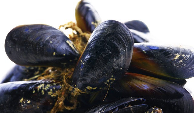 Allevamento di cozze in allevamenti ittici 