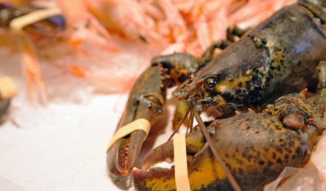 Astice, un crostaceo senza stagioni