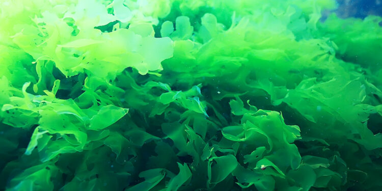 Alghe: promuovere il consumo per salute e ambiente