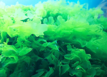 Alghe: promuovere il consumo per salute e ambiente