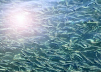 Pesci foraggio, situazione preoccupante nell'Atlantico nord-orientale