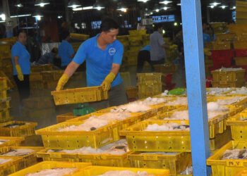 Esportazioni di tonno vietnamita: andamento e tendenze 