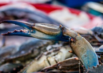 Granchi Blu e altre specie marine invasive