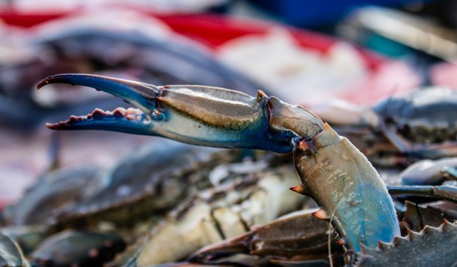 Granchi Blu e altre specie marine invasive