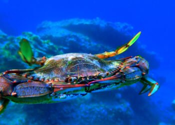 Granchio Blu. A.M.A., calamità per la molluschicoltura