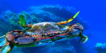Granchio Blu. A.M.A., calamità per la molluschicoltura