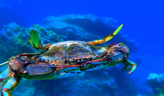 Granchio Blu. A.M.A., calamità per la molluschicoltura