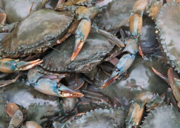 Domani incontro sul granchio blu al Parlamento Europeo