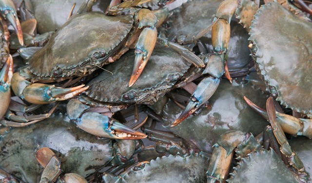 Domani incontro sul granchio blu al Parlamento Europeo