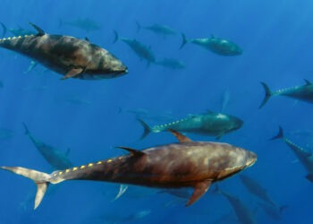 Il ritorno del Tonno Rosso: storia, pesca e conservazione