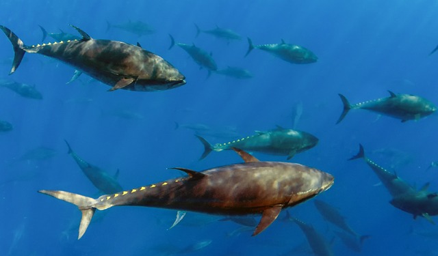 Il ritorno del Tonno Rosso: storia, pesca e conservazione