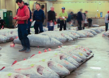 La Cina importa meno pesce dal Giappone