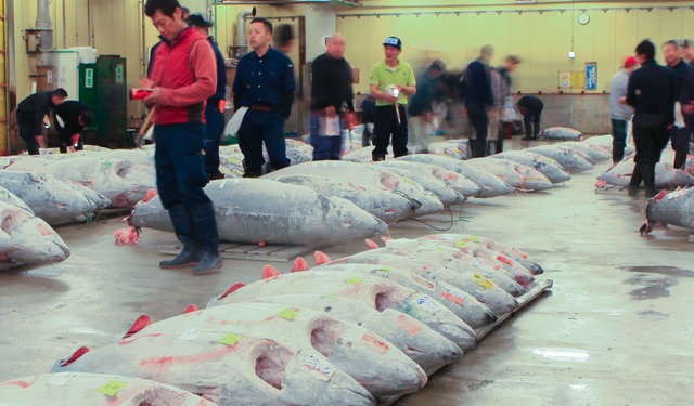 La Cina importa meno pesce dal Giappone