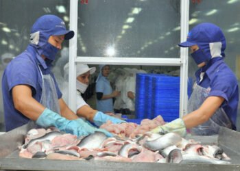 Pangasio in Vietnam: completa ripresa entro il 2024