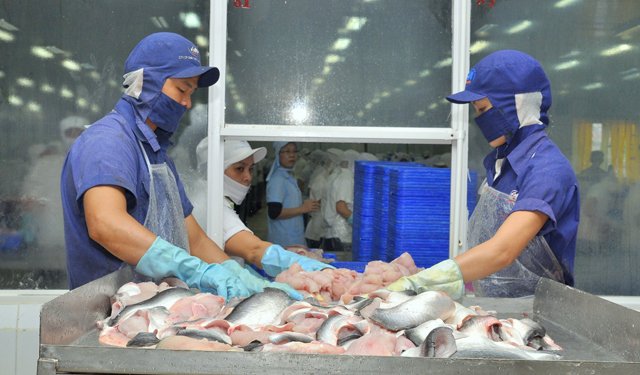 Pangasio in Vietnam: completa ripresa entro il 2024