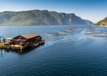 Salmone norvegese tra etica e ambiente, un settore al bivio