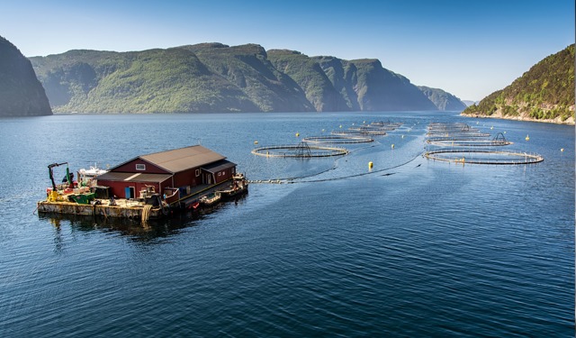 Salmone norvegese tra etica e ambiente, un settore al bivio