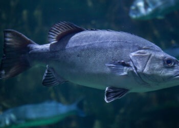 Svolta nell'allevamento commerciale della cernia