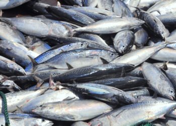 Segnali di ripresa per l'export di tonno dal Vietnam