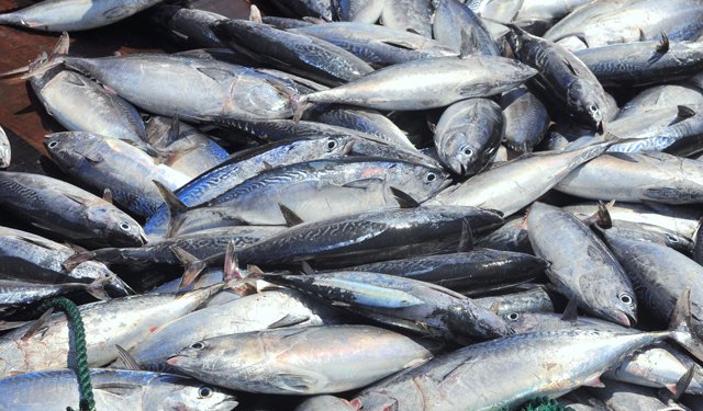 Segnali di ripresa per l'export di tonno dal Vietnam