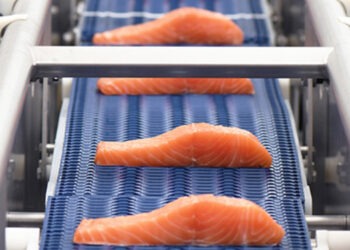 Universal Fish Company: la rinascita oltre le aspettative
