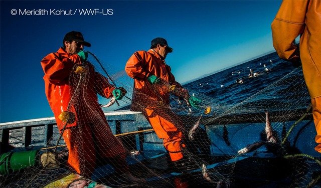 Skretting collabora con WWF e Finance Earth