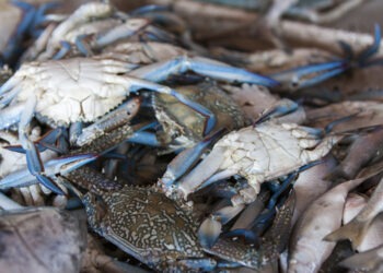 Granchio blu. Condividere piano emergenziale veneto