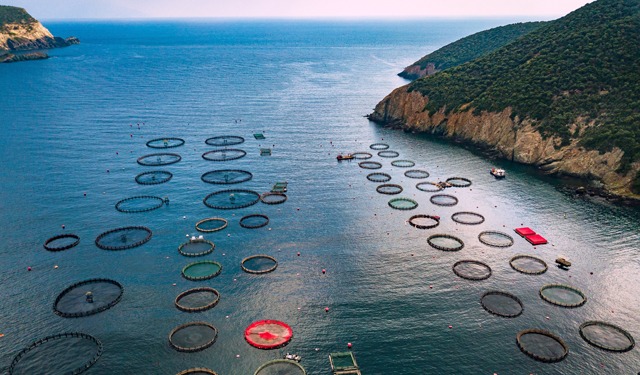 Acquacoltura Greca: tendenze, sfide e prospettive