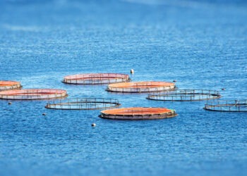 Acquacoltura. Cinque priorità per una sostenibilità globale