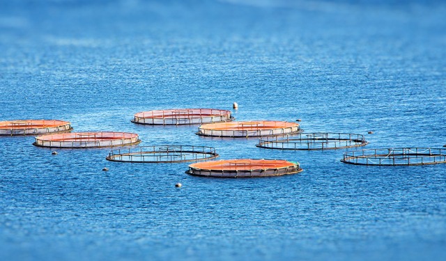 Acquacoltura. Cinque priorità per una sostenibilità globale